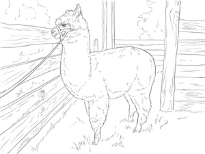 Alpaca