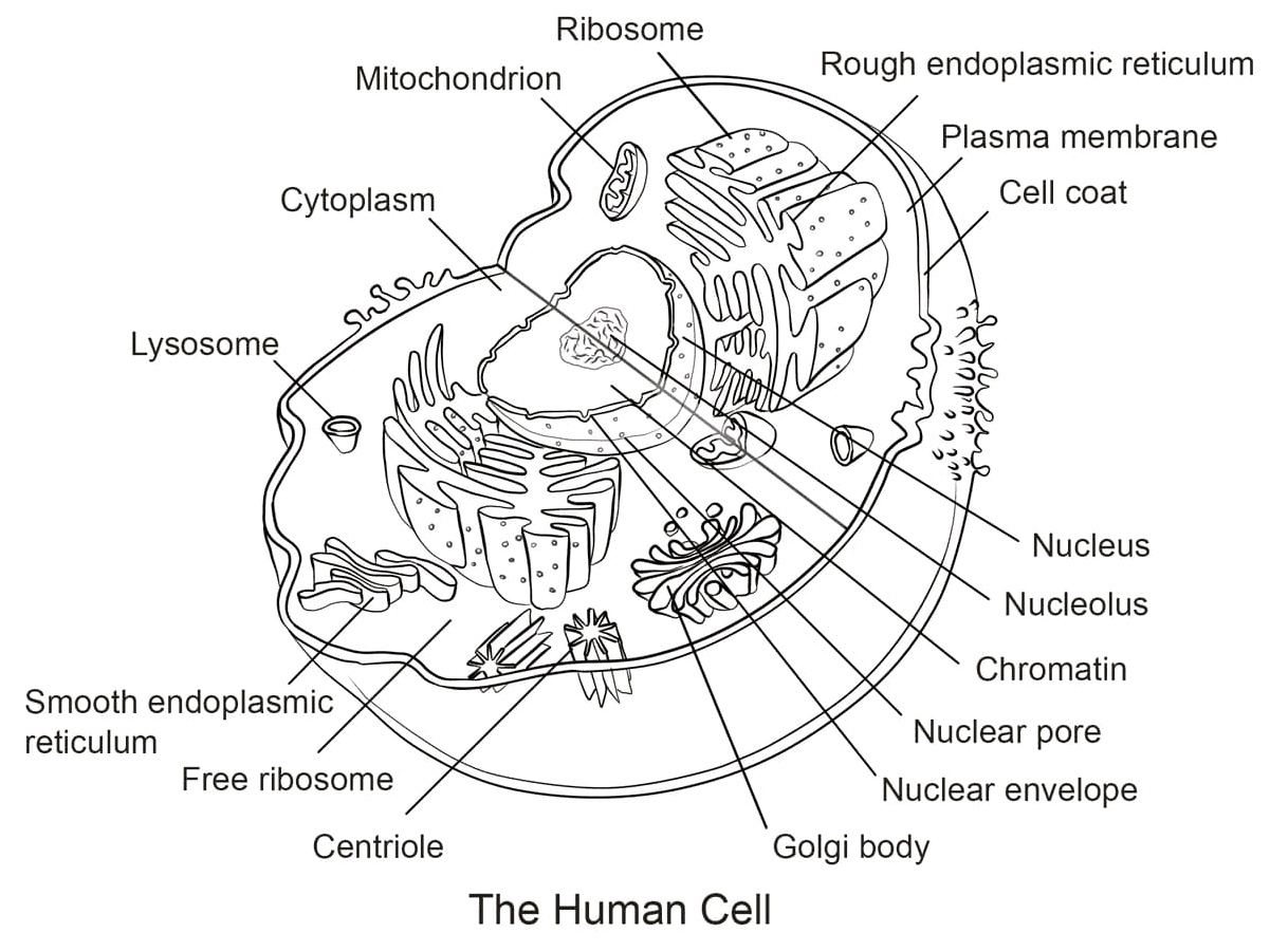 Anatomy of a Human Cell Coloring Page