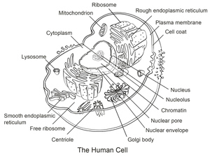Anatomy of a Human Cell