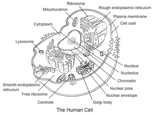 Anatomy of a Human Cell Coloring Page