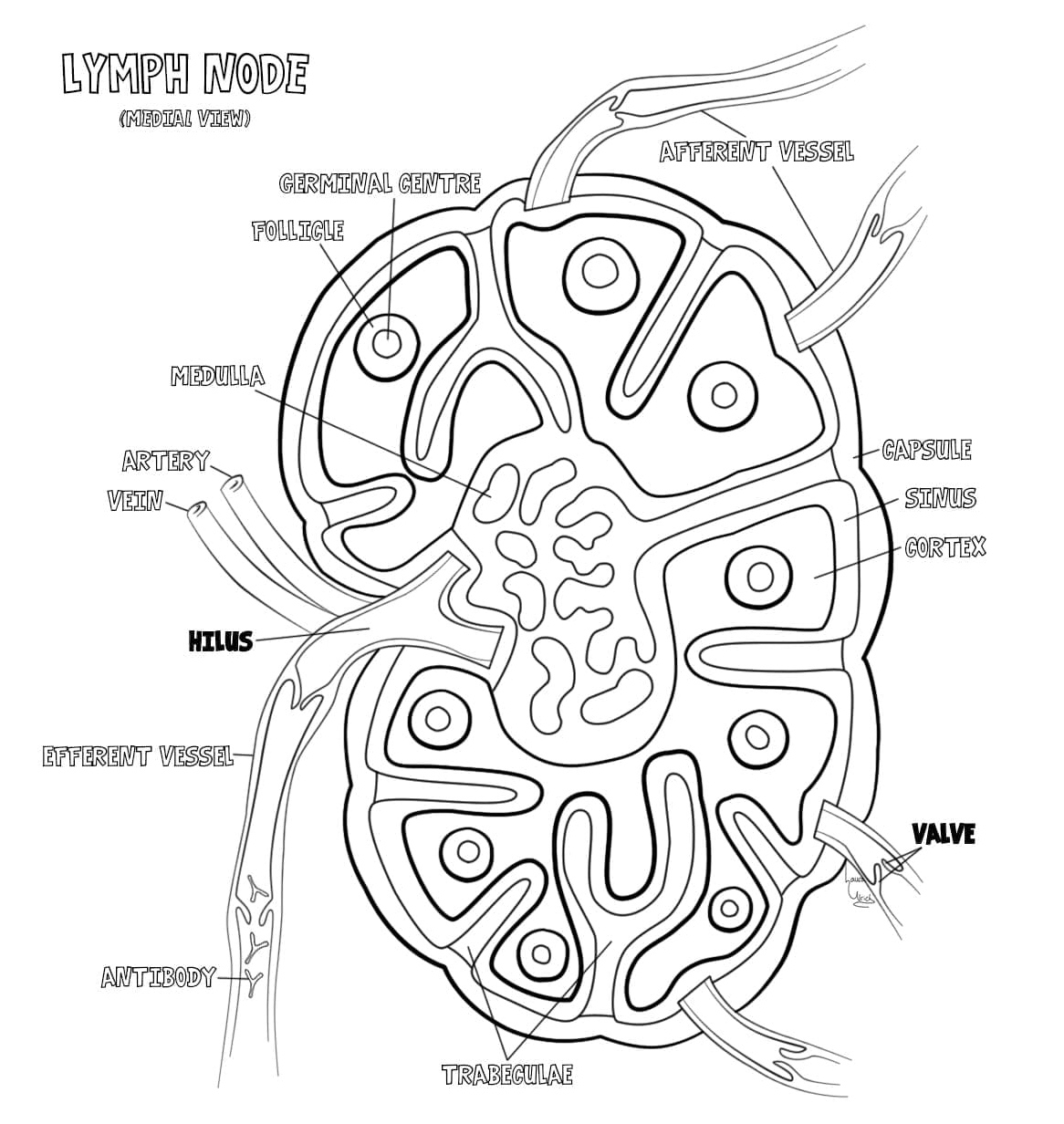 Anatomy of a Lymph Node Coloring Page