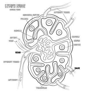 Anatomy of a Lymph Node Coloring Page