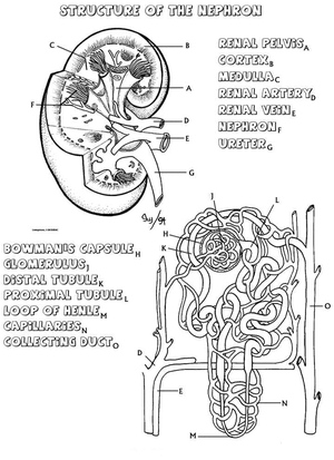Anatomy of a Nephron