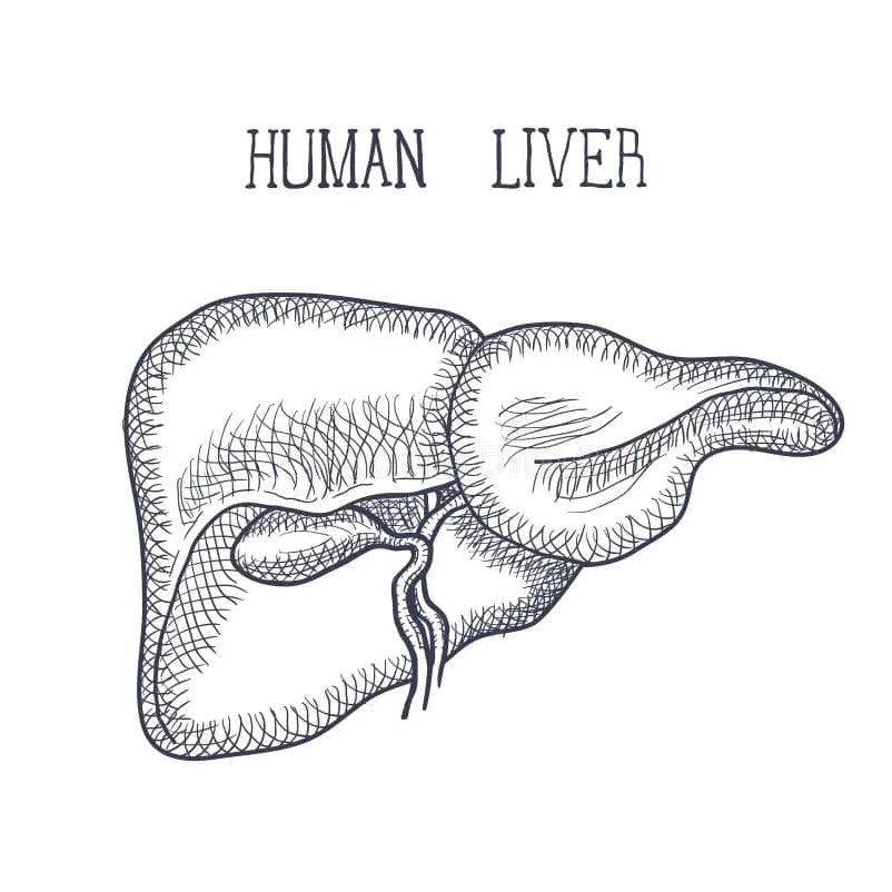 Anatomy of the Human Liver Coloring Page