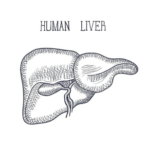 Anatomy of the Human Liver