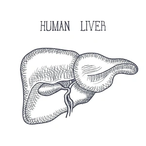 Anatomy of the Human Liver Coloring Page