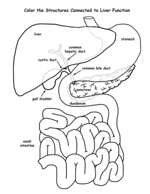 Anatomy of the Liver