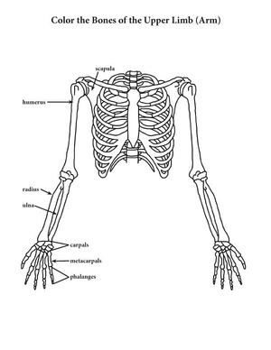 Anatomy of the Upper Extremities Coloring Page