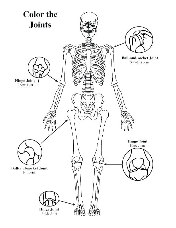 Free Human Body Illustration Page Coloring Page