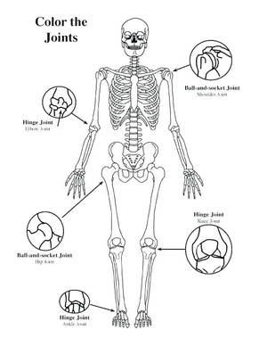 Free Human Body Illustration Page