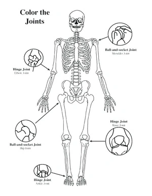 Free Human Body Illustration Page Coloring Page