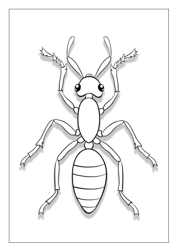 Free Ant Images Coloring Page