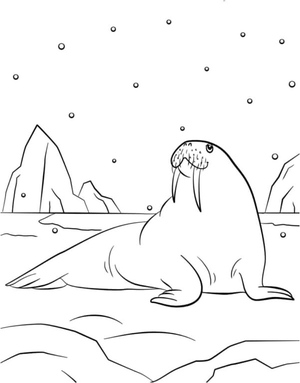 Giant Walrus Resting