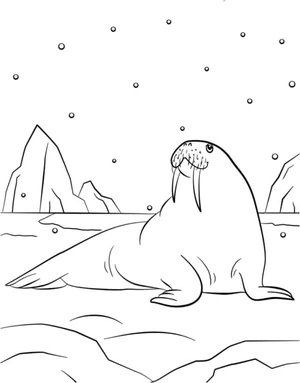 Giant Walrus Resting Coloring Page