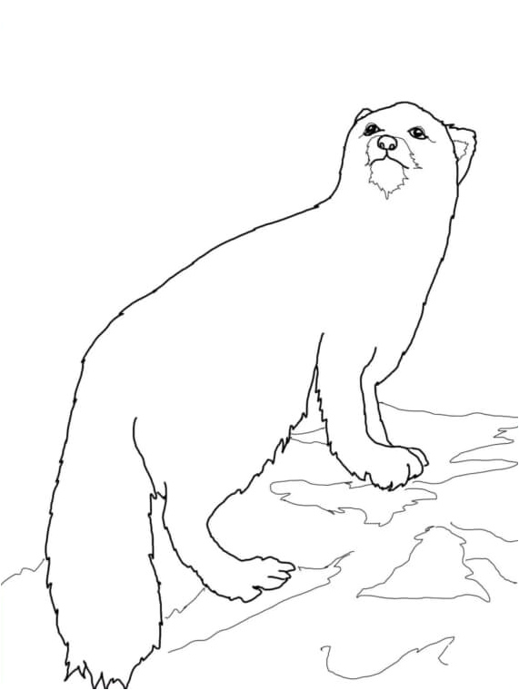 Northern Fox Coloring Page