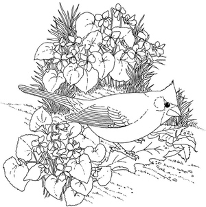 Cardinal