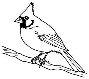 Petite Cardinal