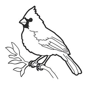 Tiny Cardinal
