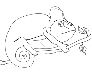 Chameleon in its natural state