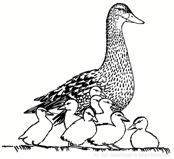 Duck Family: The Wild Duck and Her Son Coloring Page