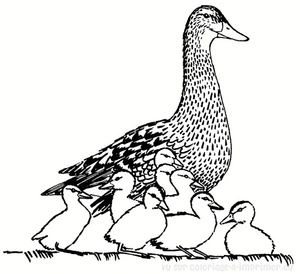 Duck Family: The Wild Duck and Her Son Coloring Page