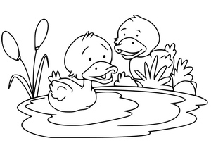 Pair of Ducklings