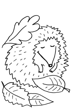 A Hedgehog Sleeping