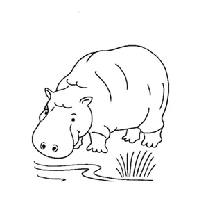 Hippo at Play
