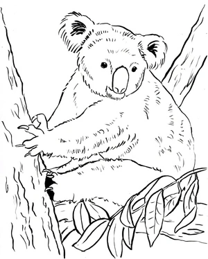 Koala Coloring Page 1 Coloring Page