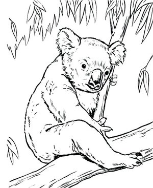 Number 2 Koala Coloring Page