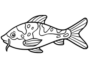 Koi Fish Cartoon