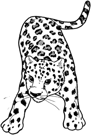 Leopard