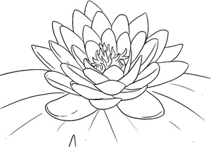 Incredible Lotus Blossom