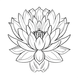 Stunning Lotus Blossom
