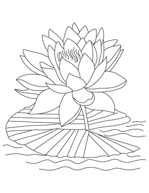 Lotus