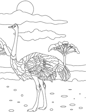 Ostrich from Africa