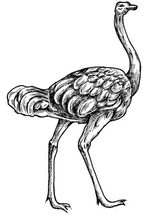 Ostrich
