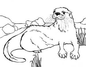 Adorable Otter