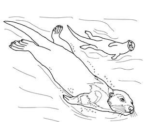 Two Otters Enjoying a Swim