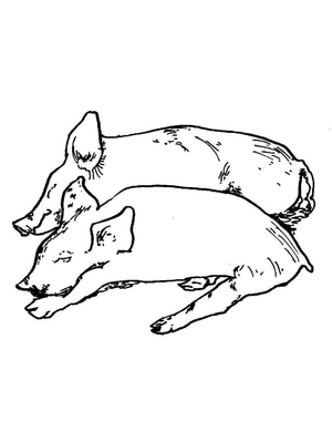 Pig
